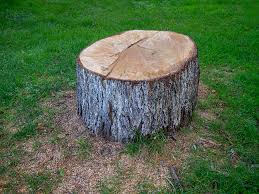 Best Tree Fertilization  in Gladeview, FL