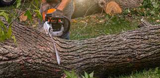Best Pest Control for Lawns  in Gladeview, FL