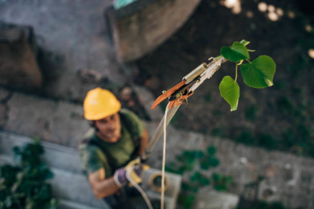 Reliable Gladeview, FL Tree Services Solutions