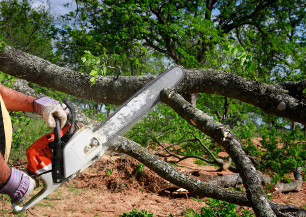 Best Tree and Shrub Care  in Gladeview, FL